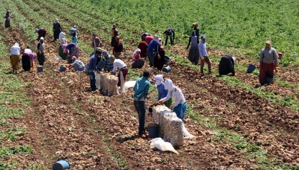 Mevsimlik Tarım İşçilerinin Ortalama Günlük Ücretleri 2022 Yılında Yüzde 87,1 Arttı